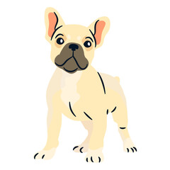 French bulldog puppy