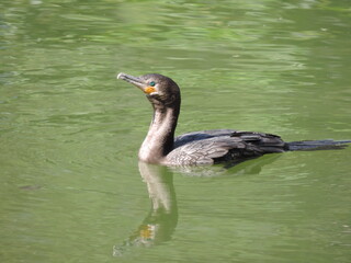 Corvo marinho uma ave aquática que possui coloração predominantemente preta com dorso cinza, saco gular amarelo e tarsos negros.