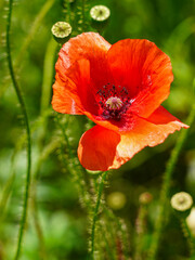 Fototapeta premium Bright red poppy flower in full bloom with delicate petals against a blurred green background
