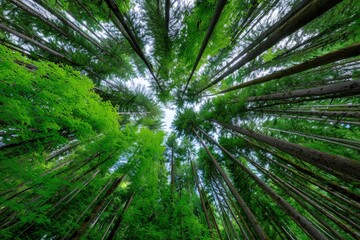 Looking Up Through Tall Evergreen Trees in a Lush Forest Canopy with Vibrant Green Foliage and a Glimpse of Sky