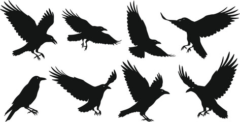 Flying Raven Silhouette Set Black Bird Illustrations on Transparent Background set black raven silhouettes various flying poses The silhouette style gives distinctive and striking look
