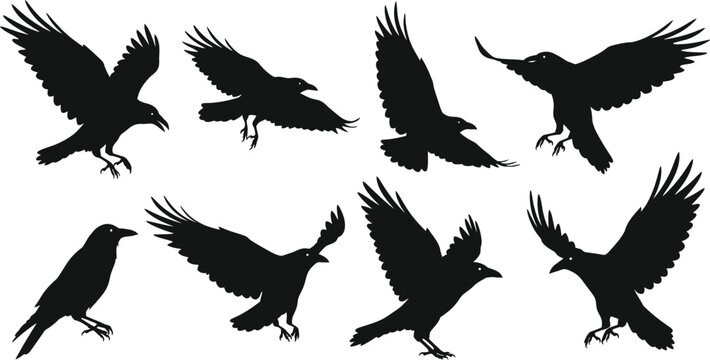 Flying Raven Silhouette Set Black Bird Illustrations on Transparent Background set black raven silhouettes various flying poses The silhouette style gives distinctive and striking look