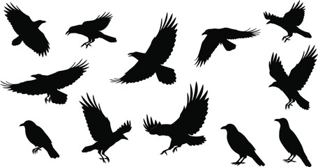Collection of Black Raven Silhouettes in Various Poses on Transparent Background collection black raven silhouettes various poses including flying and perched transparent background The silhouette