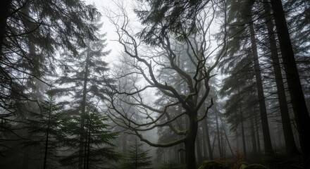 Fototapeta premium Gnarled Tree in Misty Forest nature