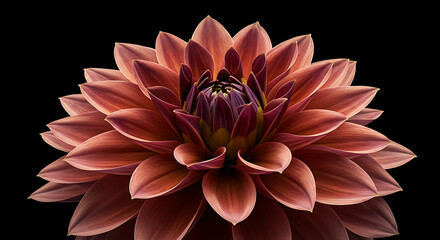 Close-up of a stunning Dahlia flower with intricate petals in full bloom, black background