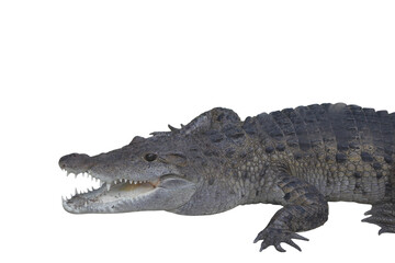 crocodile isolated on transparent background