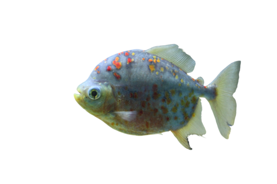 metallic blue fish with red dots isolated on a transparent background