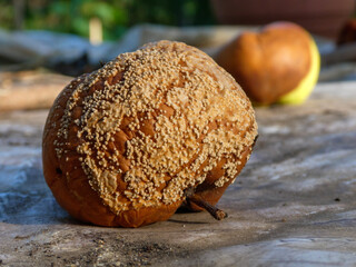 Rotten Apple Covered in Mold and Decay.
