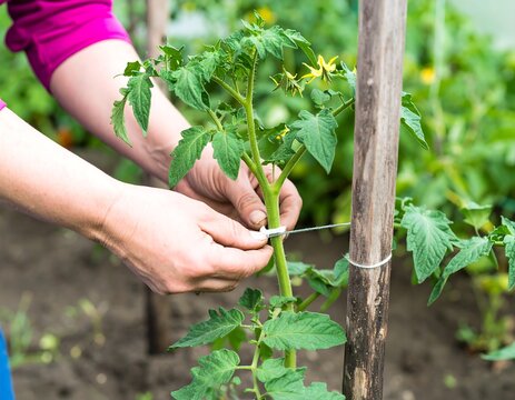 Woman tying tomato plant to stake