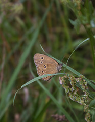 Ringlet Butterfly Resting on Green Grass