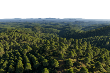 Aerial view of vast green forest landscape with mountain backdrop, nature aerial photography on Transparent Background
