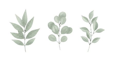 Fototapeta premium Three Elegant Green Leaves Branch Sprigs Vector Illustration Isolated on White Background