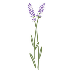 Obraz premium Lavender flowers stem cut out