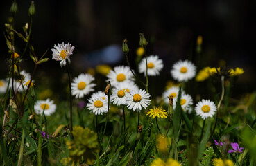 field of daisies © sevcan