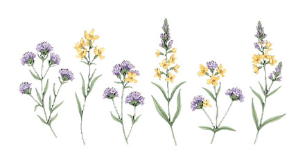 Watercolor Illustration of Lavender and Wildflower Stems Botanical Design Elements for Commercial Use
