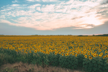 Sea of golden yellow sunflowers