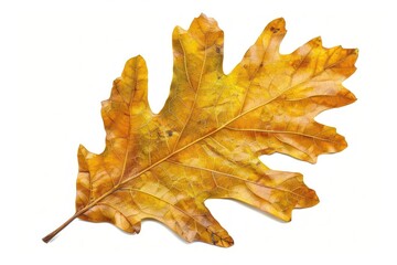 Fototapeta premium Oak leaf animal plant shark.