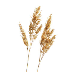 Close-up of dried feathery wheat stalks on black background