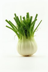 A whole bulb of fresh fennel with its green stalks.