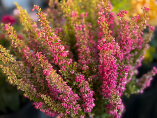Beautiful blooming vinrant purple-pink bell Heather Erica cinerea decorative flowers in flower pot in balcony garden close up