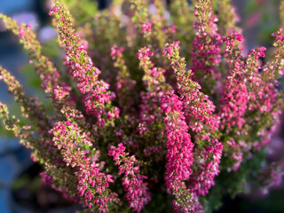 Obraz premium Beautiful blooming vinrant purple-pink bell Heather Erica cinerea decorative flowers in flower pot in balcony garden close up