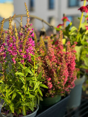 Beautiful blooming vinrant Purple loosestrife and purple-pink bell Heather Erica cinerea decorative flowers in flower pots in balcony garden close up