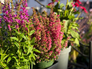 Beautiful blooming vinrant Purple loosestrife and purple-pink bell Heather Erica cinerea decorative...