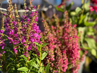 Beautiful blooming vinrant Purple loosestrife and purple-pink bell Heather Erica cinerea decorative flowers in flower pots in balcony garden close up