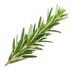 Fototapeta premium Fresh rosemary sprig isolated on transparent background