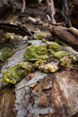 Green mushroom growing on a tree in Germany