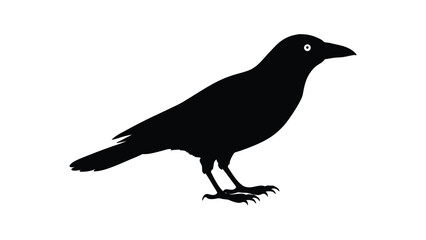 Crow bird perched in silhouette illustration ideal for gothic, nature, and wildlife themed graphics Vector illustration on white background.