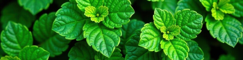 Textured Pilea Mollis leaves, intricate vein detail, decoration, summer, photography