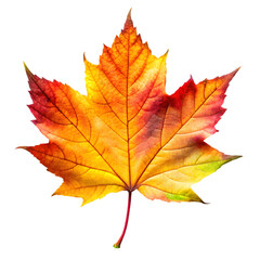 Fototapeta premium maple leaf isolated on white