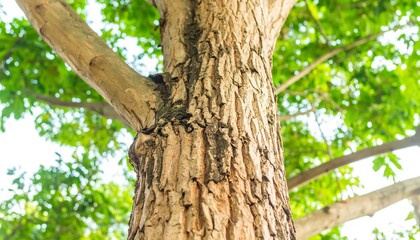 Close-up view of a tree trunk with textured bark.