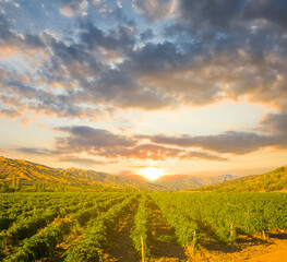 Naklejka premium summer vineyard in mountain valley at the sunset