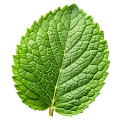 Obraz premium green leaf isolated on white