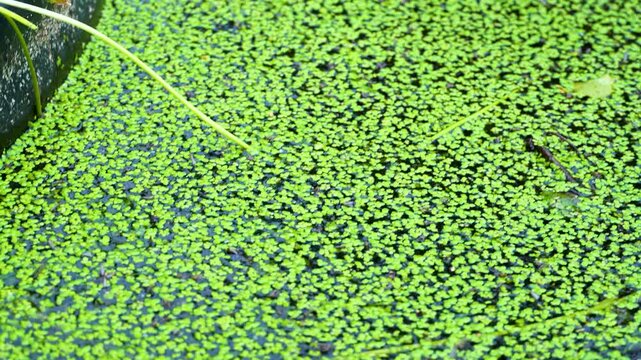 The pond is overgrown with duckweed. Close-up, macro, selective focus. Green duckweed on a swamp, natural texture, green background