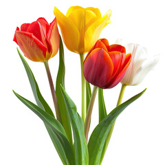 Fototapeta premium Colorful Tulips Blooming in Garden Setting.