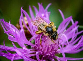 bee on purple flower