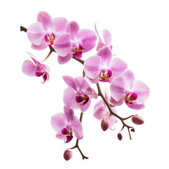 Naklejka premium Pink orchids blooming gracefully on a dark background, delicate petals and buds