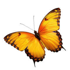 Fototapeta premium Butterfly Alights Insect with Orange Wings Poses Against Dark Backdrop