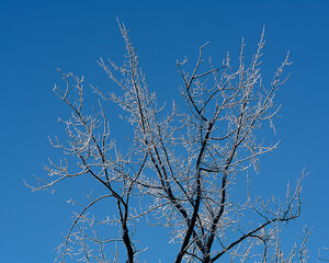 Trees covered by ice