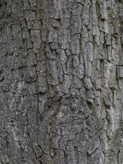 Nature Background – Tree Bark Texture