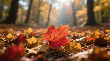 A vibrant red maple leaf rests on a forest floor covered in fallen yellow and orange leaves, with blurred trees in the warm, sunlit background, capturing the essence of autumn.