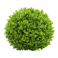 Obraz premium Green bush plant topiary sphere isolated on transparent background