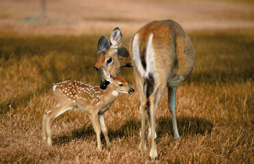 Mother Deer and Her Calf in Nature