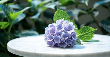 Fresh violet hydrangea flower on the marble table