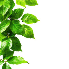 Fototapeta premium Vibrant green leaves cascade down a dark corner