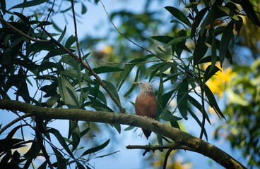 Fototapeta premium A chestnut tailed starling (Sturnia malabarica) on a branch against a sky backdrop, surrounded by leafy branches