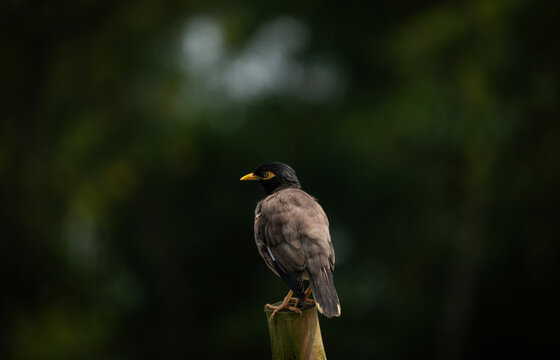 A common myna (Acridotheres tristis) bird perched sideways on a branch against a dark blurred background